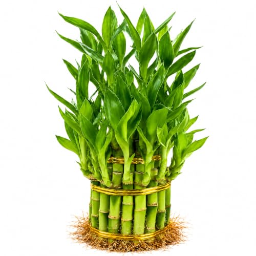 Lucky Bamboo Plant, Two Tier Indoor Houseplant, 15 Stalk Bundle