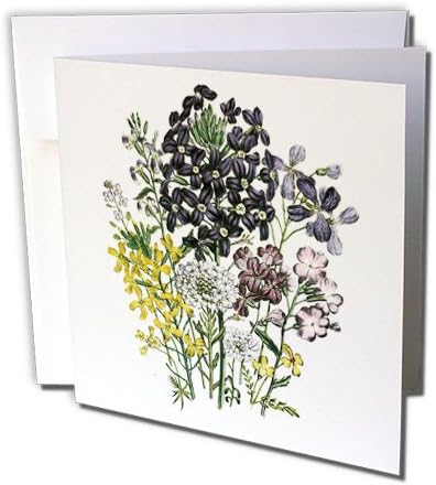 BLNヴィンテージフラワーコレクション &ndash; Hesperis、Malcomia、Moricandia、Iberis、Morisia、