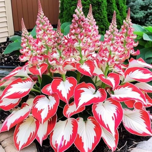 Hosta Seeds, 300+ Non-GMO Heirloom Shade Plants, Hardy Perennial Garden