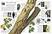 Eyewitness Tree: Discover the Fascinating World of Trees―from Tiny Seeds to Mighty Forest Giants (DK Eyewitness)