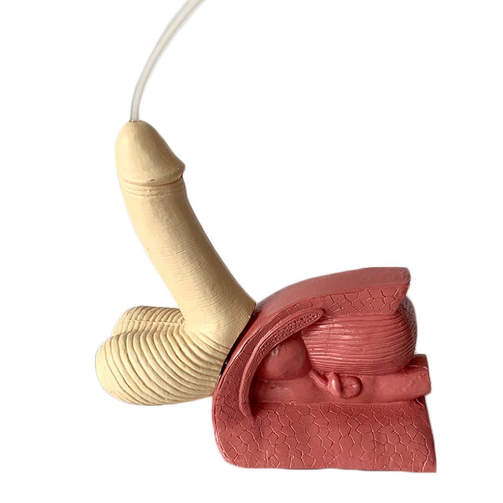 Modèle de cathétérisme Huili - Modèle de Structure reproductrice Interne et Externe de l'urètre Masculin - Modèle de Pratique de Chirurgie médicale de cathétérisme d'intubation