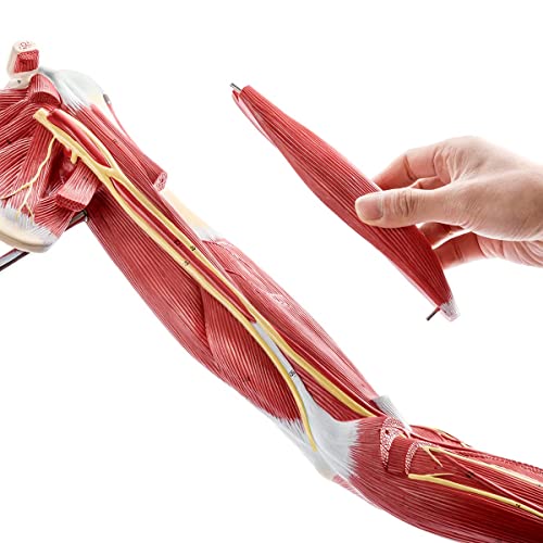 Image of Human Anatomical Muscular Arm Model, 7 Part Life Size Numbered Muscular Upper Limb Shoulder Hand Model with Removable Muscles for Medical Physiology Study Teaching Includes Stand