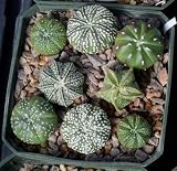 New Fresh 80pcs Astrophytum Plant Seeds Generic