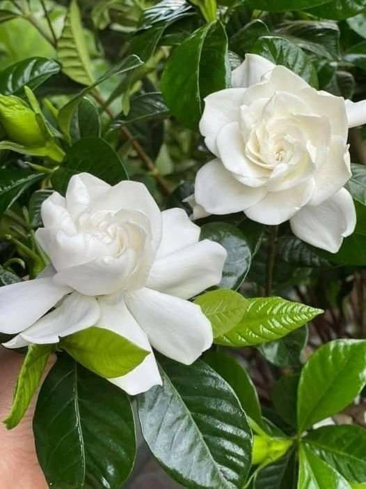 Image of Gandharaj Flower Plant Live - Grafted Hybrid Gardenia | Fragrant Desi Sugandharaj for Home Garden & Outdoor | All Season Blooming Aromatic Plant || without Pot (pack of 1)