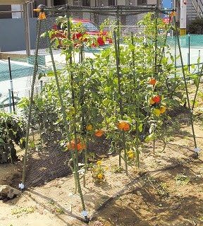 Amazon 第一ビニール トマト棚セット Bs 1 8 支柱