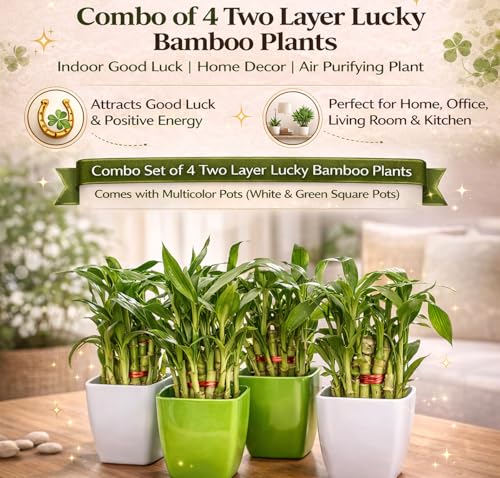 Image of SUGRAM PLANT Two Layer Lucky Bamboo In Plastic Pot (Combo of 4) For Living Room or Office Table | Indoor Plants For Good Luck And Air Purification
