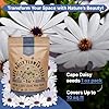Cape Daisy Flower Seeds Pack 1 oz - Over 2,550 Non-GMO Heirloom Cape Daisy Seeds for Planting, Perennial Flowers in Individual Seed Packet, Seed for Planting Home Garden Indoor & Outdoor Gardening #3