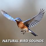 Choice Bird Recording