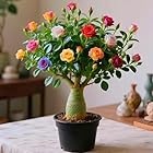 Geeignet für die Topfbepflanzung-Wüstenrose für Außenbereich-winterharte mehrjährige