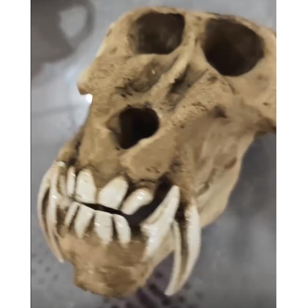 Modelo de Cráneo de Babuino - Taxidermia de Cráneos de Animales Reales - Decoración de Cráneo de Mono y Orangután de Resina para Decoración de Fiesta de Halloween,Marrón,23cm