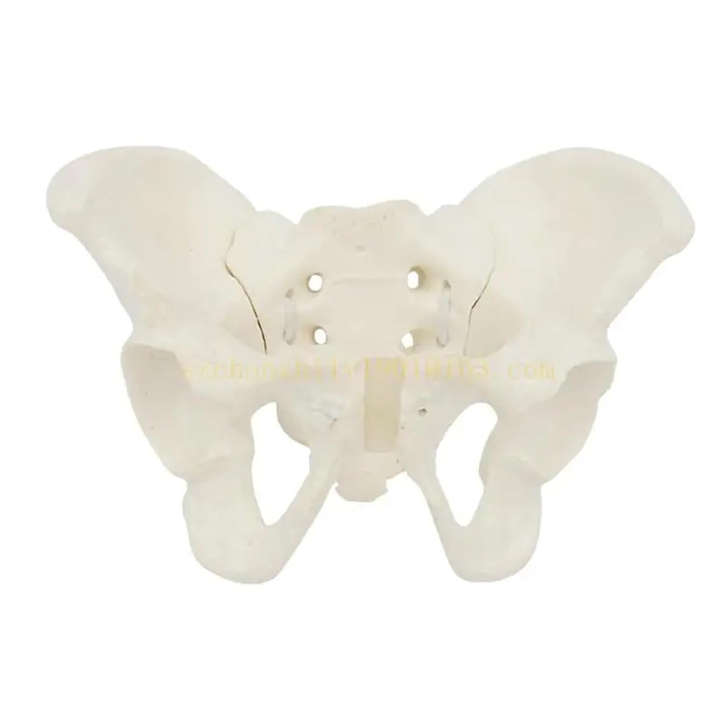 Human Pelvic Model Medicals Teaching for Study Teaching Lab Mini Female Pelvis Female Pelvic Model