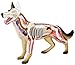 No.18 dog anatomy model Skynet three-dimensional puzzle 4D VISION animal anatomy (japan import)