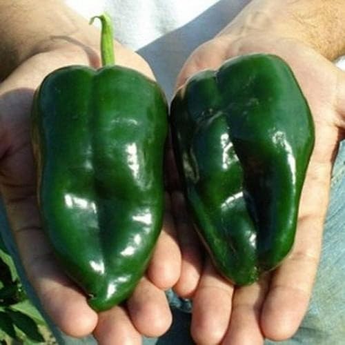 Miniatura 2 de 50 semillas de pimiento poblano ancho, reliquia, sin OMG, semillas siempre frescas. Semillas de siembra para huerto doméstico