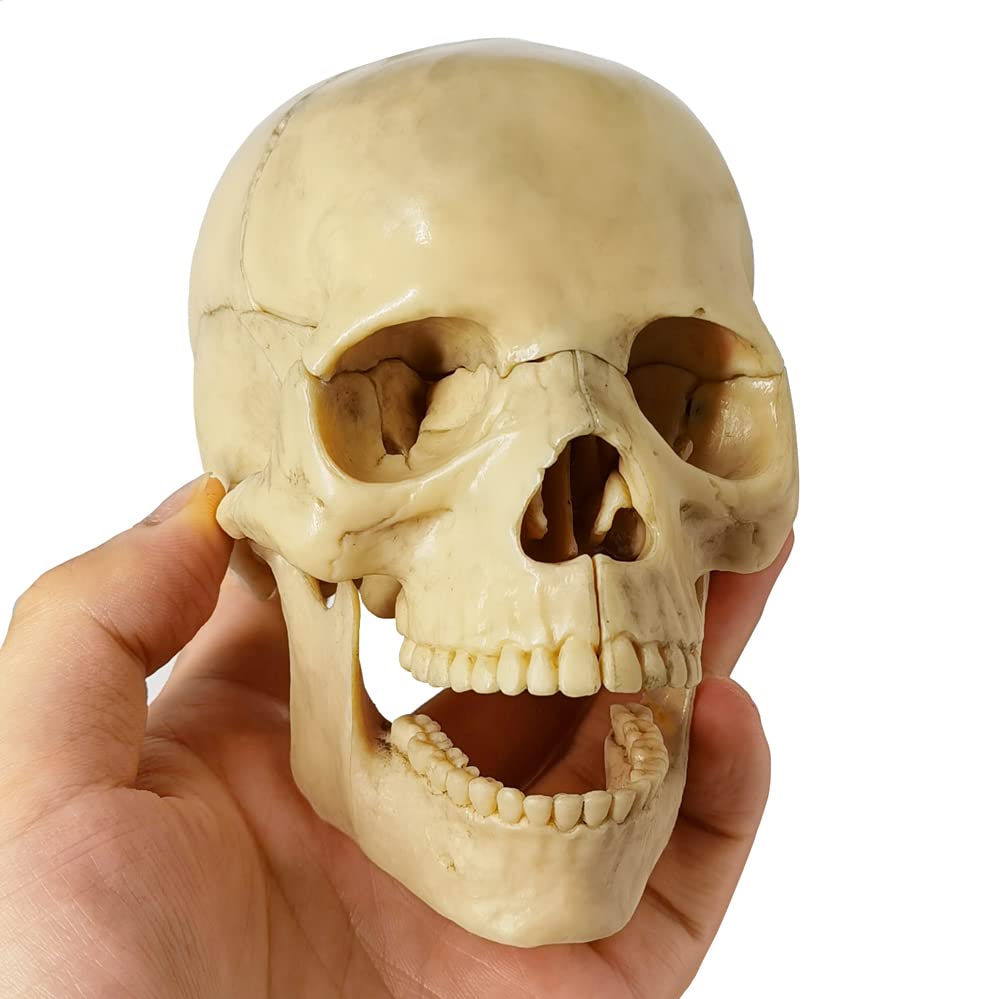 Rompecabezas Cráneo Humano Modelo Cráneo Humano 15 Piezas - Anatomía  Desmontable - Colorido Con Guía Modelo Calavera Humana, image size:1000x999