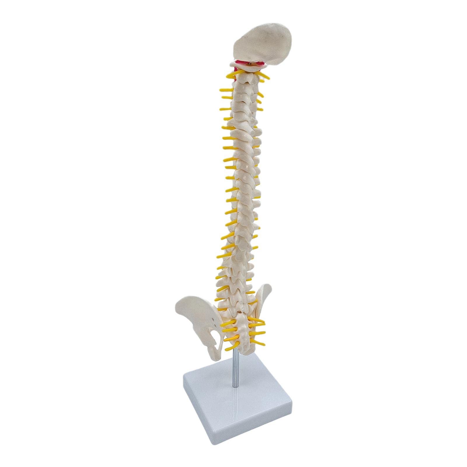 Modelo de Vertebral Humana La Vertebral Modelo de Esqueleto Lumbar Pelvis PVC Flexible con Base para Demostración, de pie