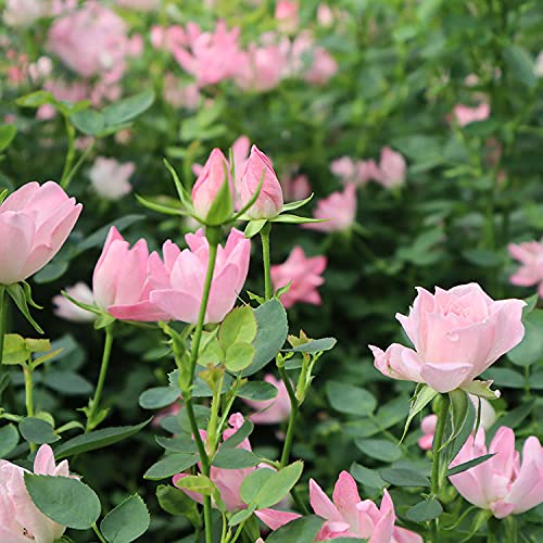 Amazon.co.jp: バラ苗 【ローズワルツ】 (大苗) 四季咲き 小輪 ピンク