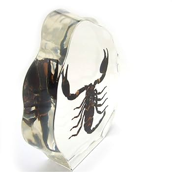 Amazon | 昆虫樹脂標本(LL)【チャグロサソリ(アジアンフォレスト
