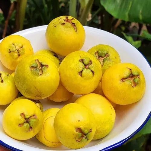 Image of GreenWorld Rare Very Cute Tropical Yellow Strawberry Guava /Lemon Guava Fruit Plant,(GRAFTED) Healthy Live Plant,''Fruit After 1 Year''
