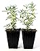 9GreenBox - Tuscan Blue Rosemary - 2 Pack