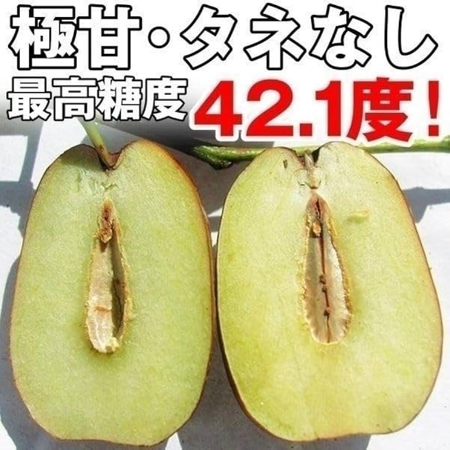 棗実‼️ ナツメ(棗) 中国大実の地掘大苗 - 果樹苗・大苗・苗木販売の隅田