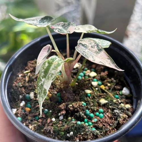 Alocasia Pink Bambino Live Plant Sale | Alocasia Corm Bambino