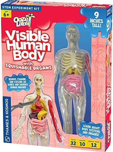 Thames & Kosmos Ooze Labs: Visible Human Body with Squishable Organs