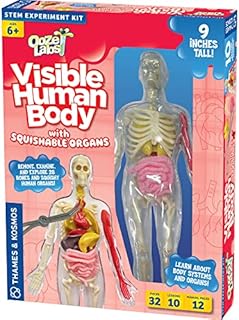 Thames & Kosmos Ooze Labs: Visible Human Body with Squishable Organs