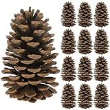 12PCS Large Pine Cones, 3.93-5.51 Inches Tall Pinecones Bulk, Natural Pine Cones for Craft Home Accent Decor Christmas Decorations Table Accessories Supplies Xmas