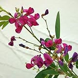 ハギ（萩）：ヤクシマハギ（屋久島萩）4号ポット[初夏と秋咲き][蜜源植物]