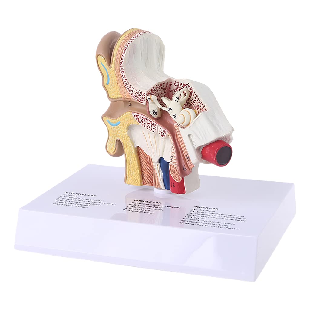 1. Modello di orecchio umano a grandezza naturale, strumento didattico scientifico anatomico, espositore anatomico per lo studio, materiale didattico professionale