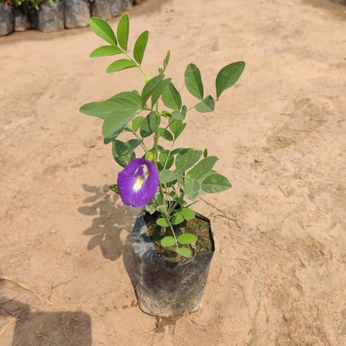 Image of BLUE APRAJITA LIVE BUTTERFLY PEA FLOWER LIVE PLANT, APRAJITA PLANT WITH POT, INDOOR OUTDOOR GARDEN GROWING PLANT, PACK OF 1 WITH BLACK POT