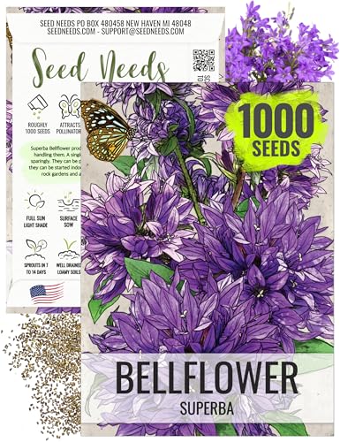 Seed Needs Bellflower Seeds for Planting Superba Bellflowers - Heirloom & Open Pollinated Perennial Purple Flowers to Attract Butterflies & Bees to a Butterfly Garden (1 Pack)