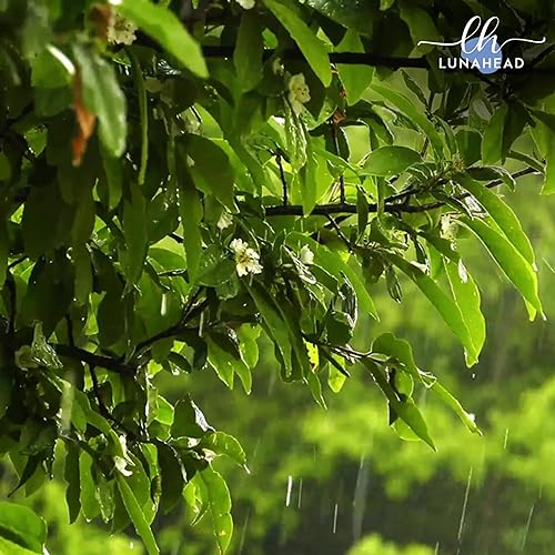 Rain on Leaves