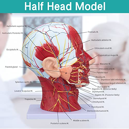 Image of Face Head Muscle Model - Human Half Head & Neck Anatomy Model Superficial Neurovascular Model with Musculature 1:1 Life Size Anatomical Median Section for Science Classroom Display Teaching