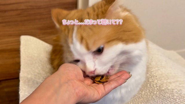 Amazon.co.jp: モンプチ クリスピーキッス 特大バラエティパック 672g