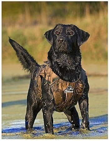 Best neoprene dog vest uk Clearance