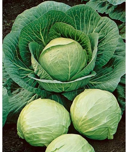 David's Garden Seeds Col holandesa temprana ronda FBA-2358 (verde) 50 semillas de reliquia sin OMG, semillas de reliquia