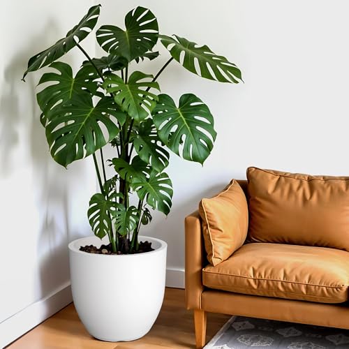 Image of YUCCABE ITALIA FOXB PCUP 12 INCH Pots for Plants Highly Durable Polymers Lightweight Indoor Outdoor Flower Pot Gamla Tree Planter Container Planters for Living Room, Balcony, Garden| White