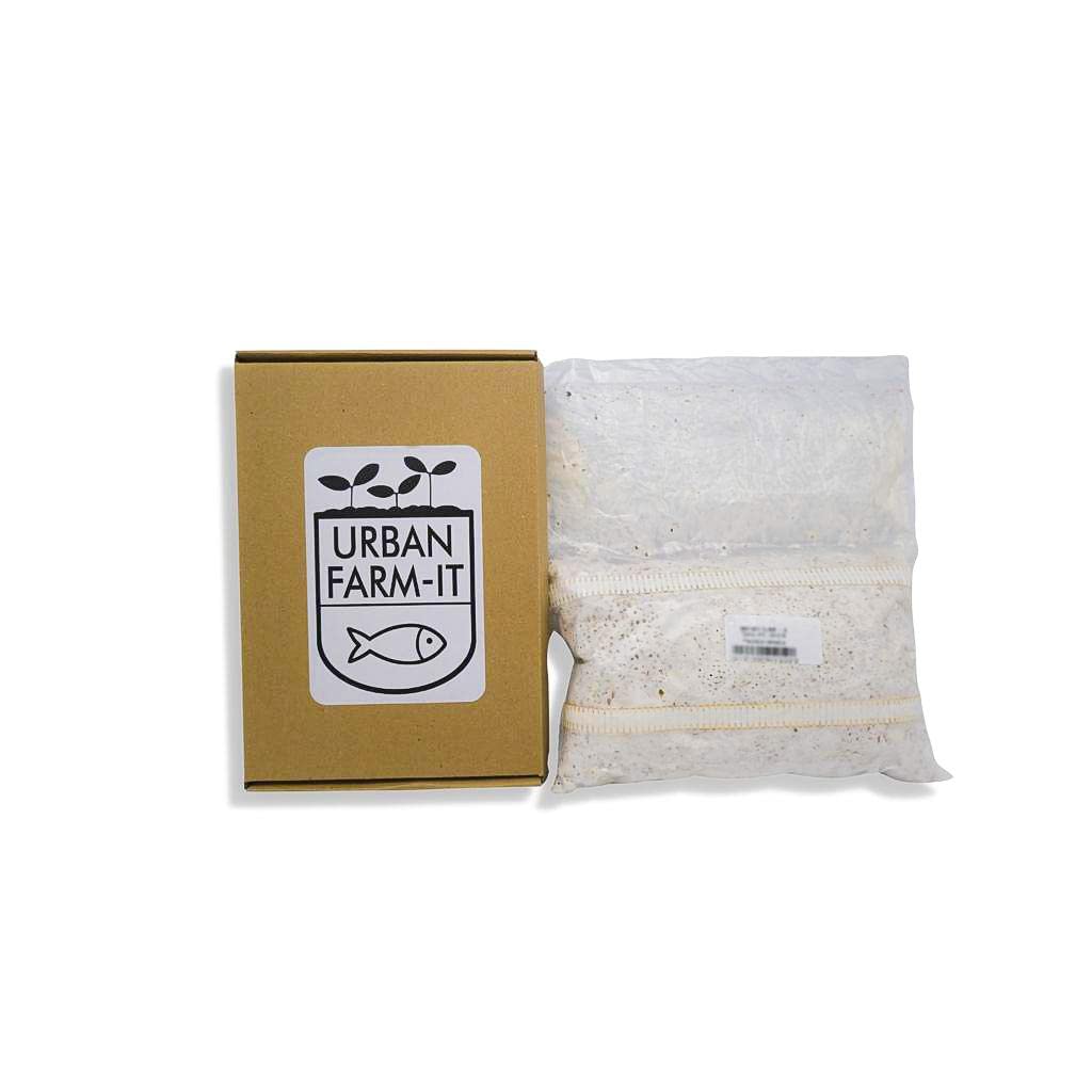 Urban Farm It - Mushroom Oyster Spawn (Pink - Pleurotus Djamor), Easy to Use and Fast Growing (1l)