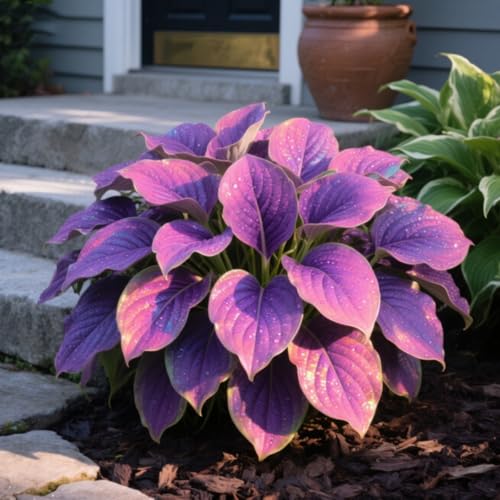 Rizomi di hosta selezionati/resistenti al freddo e alla siccità/perfetti per decorare terrazze e balconi/bellissimi/ideali come regali per le feste .-8 Rizomi-E