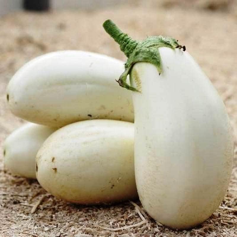 Seeds White Eggplant Vegetable Aubergine Heirloom for Planting Non GMO Seeds White Eggplant Vegetable Aubergine Heirloom for Planting Non GMO