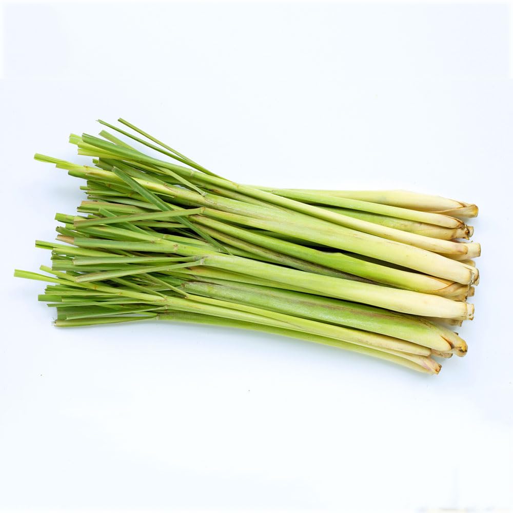 Zitronengras Samen Winterhart - 500 Stück Mehrjähriges Gras Für Garten & Balkon