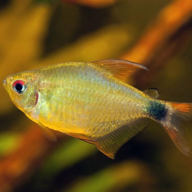 Aquaticheavens Kitty Tetra (Pack of 8 Fish...