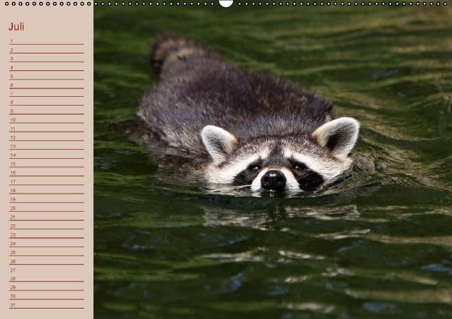 Waschbären / Geburtstagskalender (Wandkalender immerwährend DIN A2 quer): Der waschbärige immerwährende Geburtstagskalender (Monatskalender, 14 ... + Martina Berg, Pferdografen.de