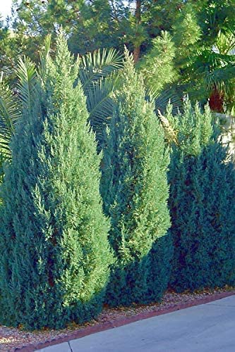 Blue Point Juniper | 10 Live Trees | Juniperus Chinensis | Drought Tolerant Low Maintenance Evergreen Plants #TOP4