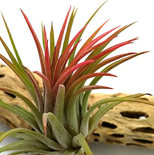 Amazon｜エアープランツ チランジア イオナンタ ルブラ 【サイズ6