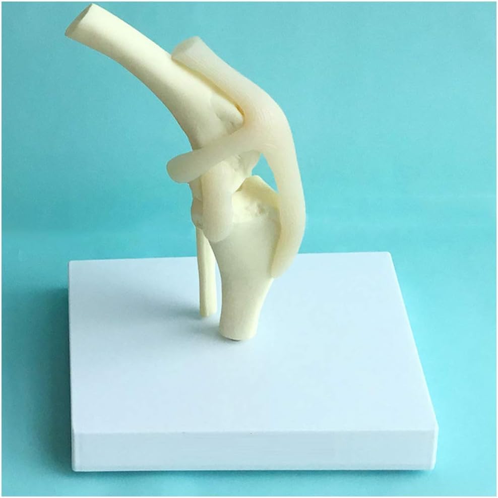Modèle de ligament de l'articulation du genou du chien pour formation vétérinaire