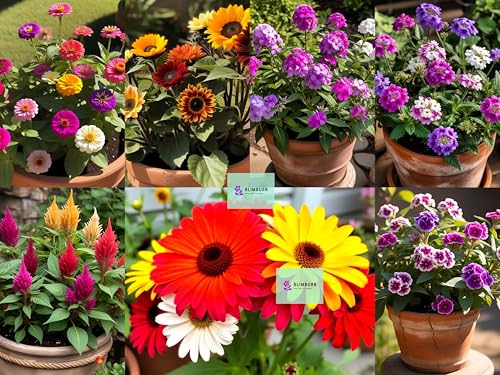 Image of BlimBurn 1100+ Pcs - -July - August Sowing Hybrid Flower Seeds Combo - 20-in-1 Pack for Vibrant Summer Flowers