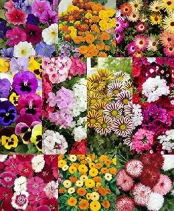 Bee Garden Plant Seeds for Home Garden Flowers Combo of 12 Packet of Seeds Winter, Summer & Spring & All Season Garden Flower Seed ( 12 Seeds per Packet) (B08RHYJPQM) Amazon Price History, Amazon Price Tracker