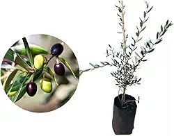 Muda de Oliveira (Olea europaea) Altura de 20 a 40cm – planta frutífera mediterrânea, ideal para vasos ou solo, produção de azeitonas, paisagismo elegante, cultivo doméstico e ornamental
